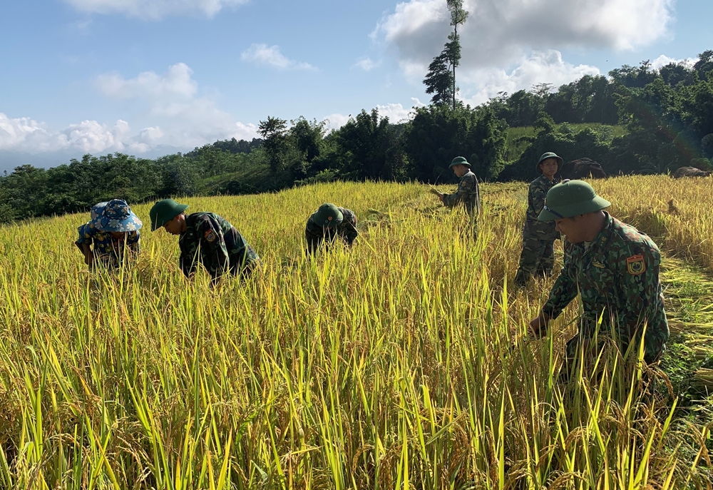 BĐBP Nghệ An giúp đồng bào lao động sản xuất.